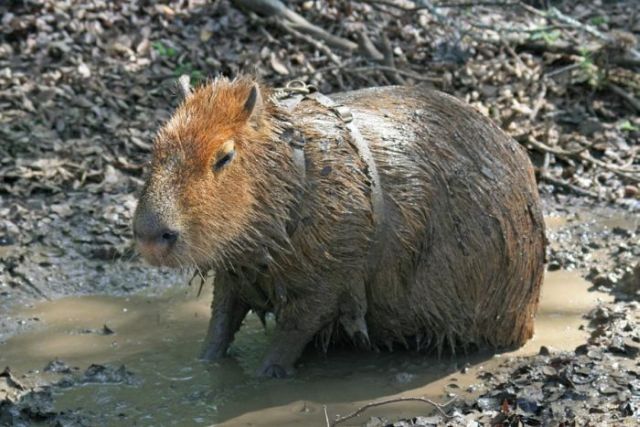Caplin Rous – a famous Capybara (71 pics)