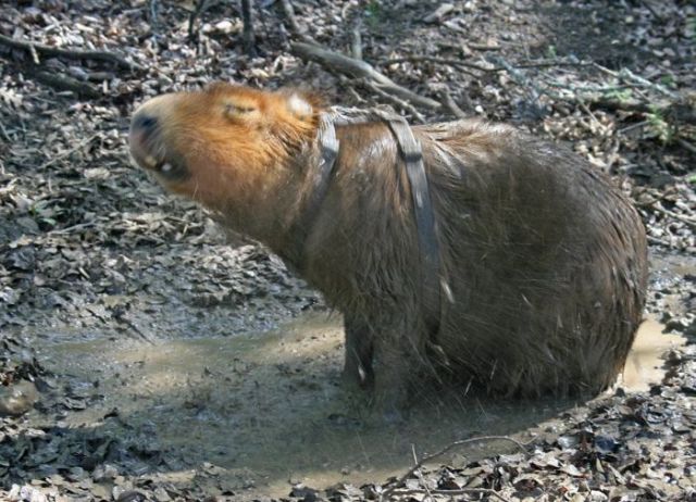 Caplin Rous – a famous Capybara (71 pics)