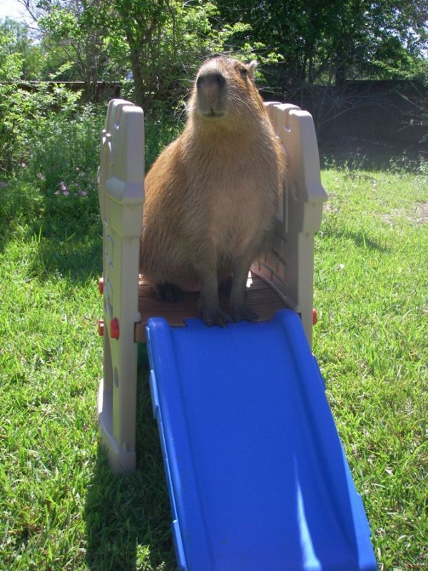 Caplin Rous – a famous Capybara (71 pics)