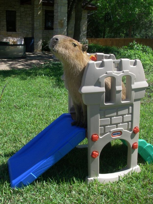 Caplin Rous – a famous Capybara (71 pics)