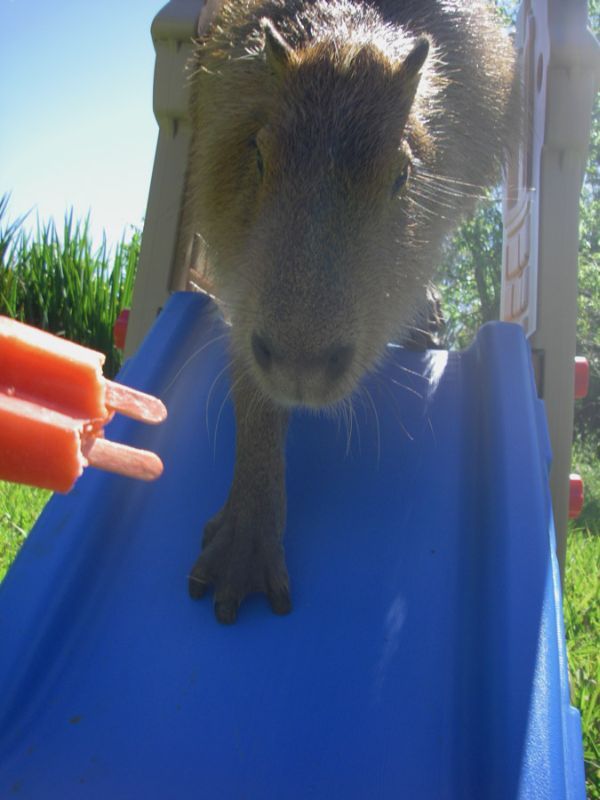 Caplin Rous – a famous Capybara (71 pics)