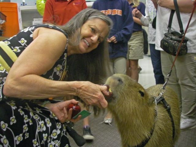 Caplin Rous – a famous Capybara (71 pics)
