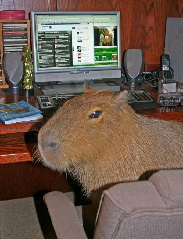 Caplin Rous – a famous Capybara (71 pics)
