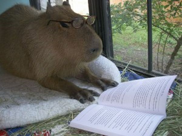Caplin Rous – a famous Capybara (71 pics)