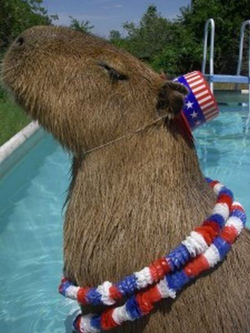 Caplin Rous – a famous Capybara (71 pics)