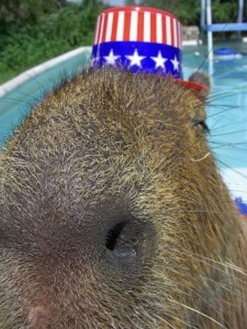 Caplin Rous – a famous Capybara (71 pics)
