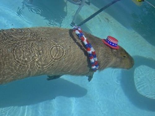 Caplin Rous – a famous Capybara (71 pics)