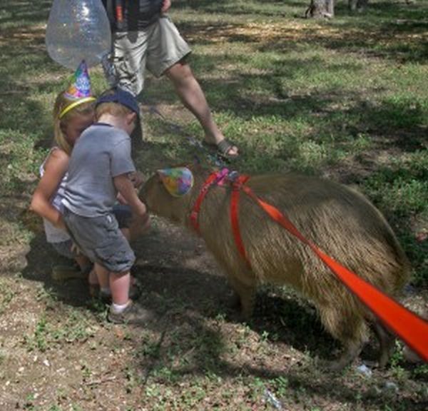 Caplin Rous – a famous Capybara (71 pics)