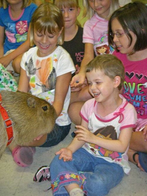 Caplin Rous – a famous Capybara (71 pics)