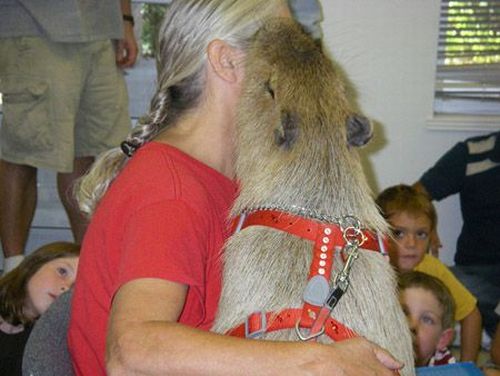 Caplin Rous – a famous Capybara (71 pics)