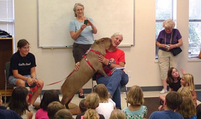 Caplin Rous – a famous Capybara (71 pics)