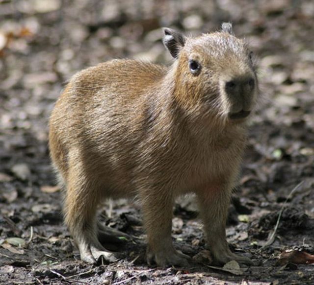 Caplin Rous – a famous Capybara (71 pics)