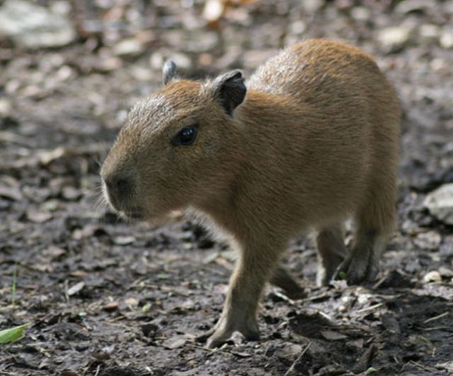 Caplin Rous – a famous Capybara (71 pics)