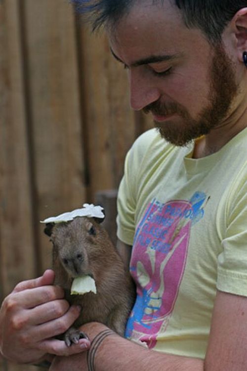 Caplin Rous – a famous Capybara (71 pics)