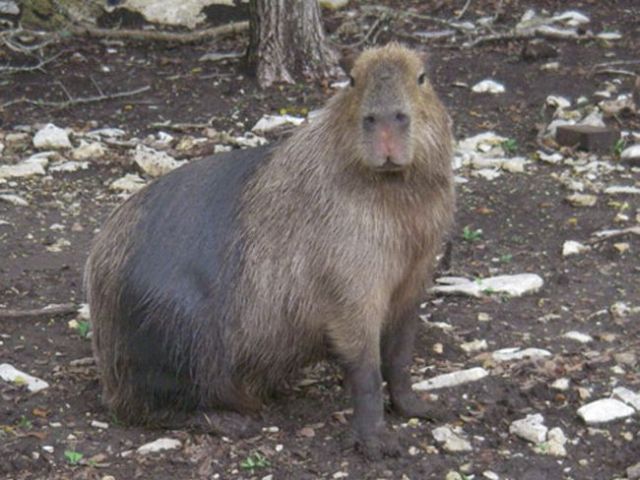 Caplin Rous – a famous Capybara (71 pics)
