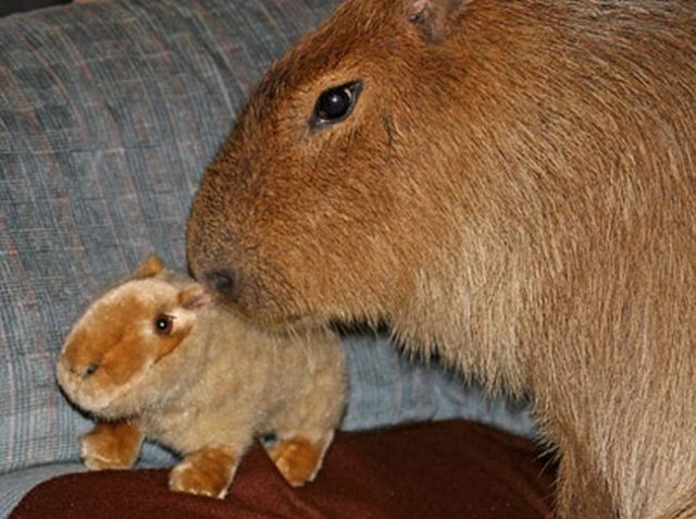 Caplin Rous – a famous Capybara (71 pics)