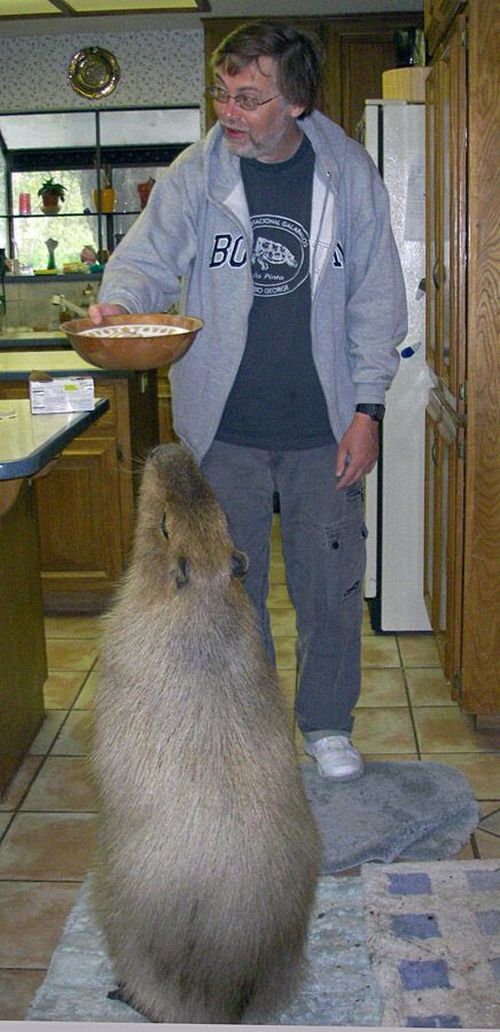 Caplin Rous – a famous Capybara (71 pics)