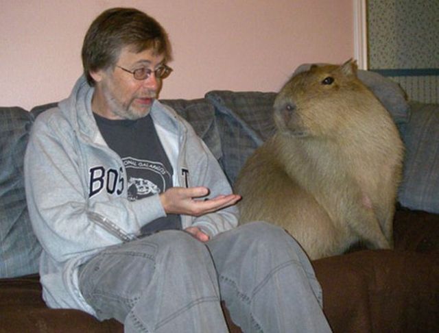 Caplin Rous – a famous Capybara (71 pics)