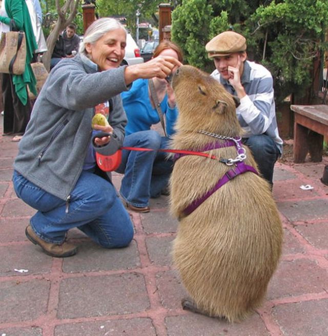 Caplin Rous – a famous Capybara (71 pics)