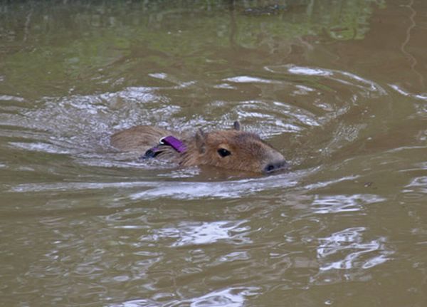 Caplin Rous – a famous Capybara (71 pics)