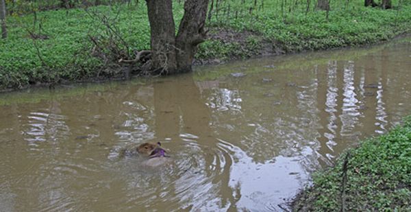 Caplin Rous – a famous Capybara (71 pics)