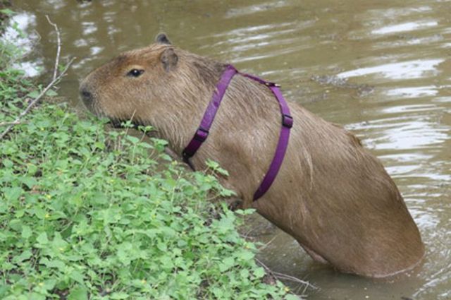 Caplin Rous – a famous Capybara (71 pics)