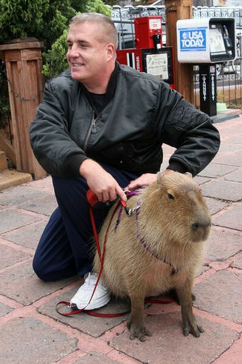 Caplin Rous – a famous Capybara (71 pics)