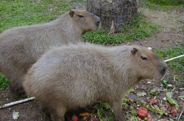 Caplin Rous – a famous Capybara (71 pics)
