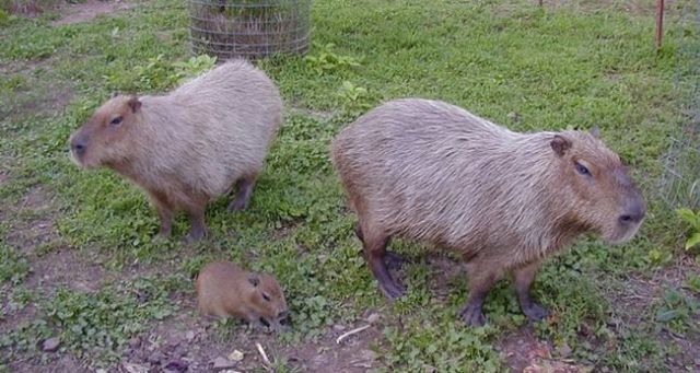 Caplin Rous – a famous Capybara (71 pics)
