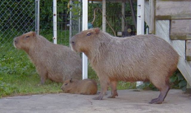 Caplin Rous – a famous Capybara (71 pics)