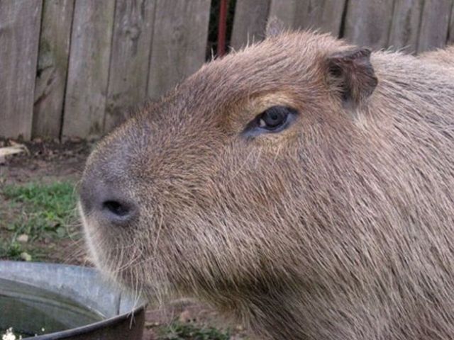 Caplin Rous – a famous Capybara (71 pics)
