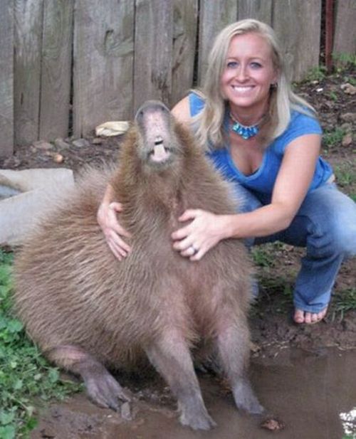 Caplin Rous – a famous Capybara (71 pics)