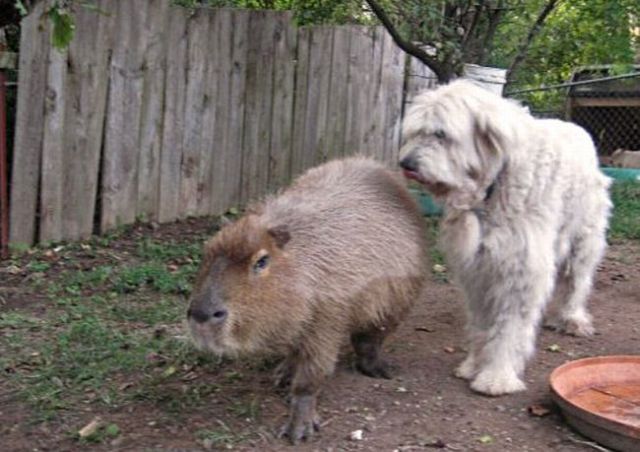 Caplin Rous – a famous Capybara (71 pics)