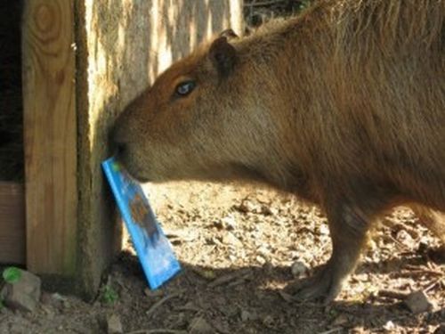 Caplin Rous – a famous Capybara (71 pics)