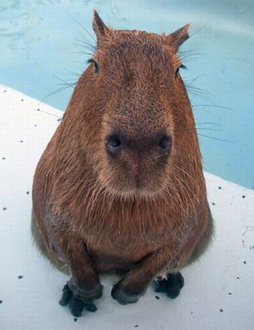 Caplin Rous – a famous Capybara (71 pics)
