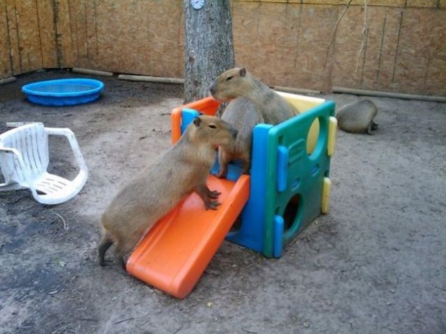 Caplin Rous – a famous Capybara (71 pics)