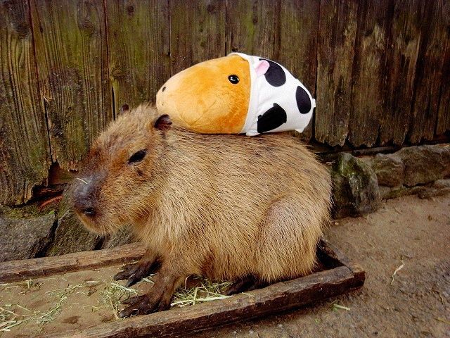 Caplin Rous – a famous Capybara (71 pics)