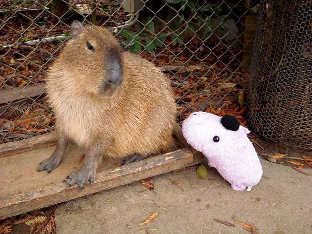 Caplin Rous – a famous Capybara (71 pics)