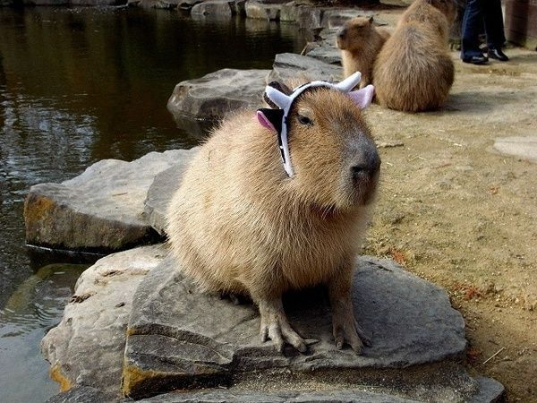 Caplin Rous – a famous Capybara (71 pics)