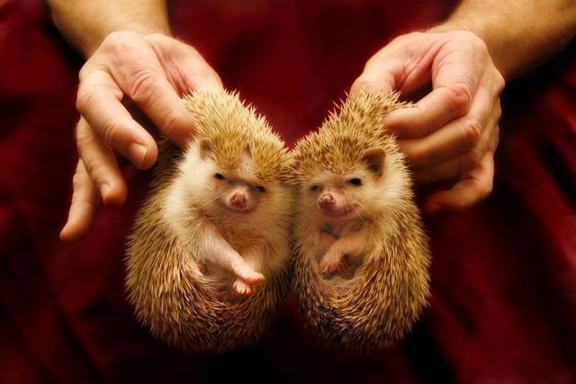 These funny animals (55 pics)