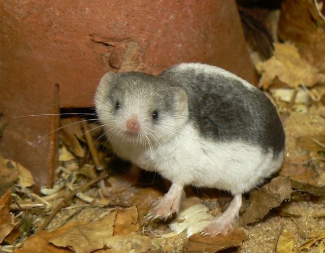 These funny animals (55 pics)
