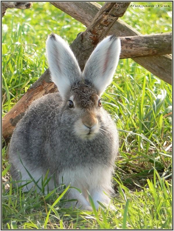 These funny animals (55 pics)