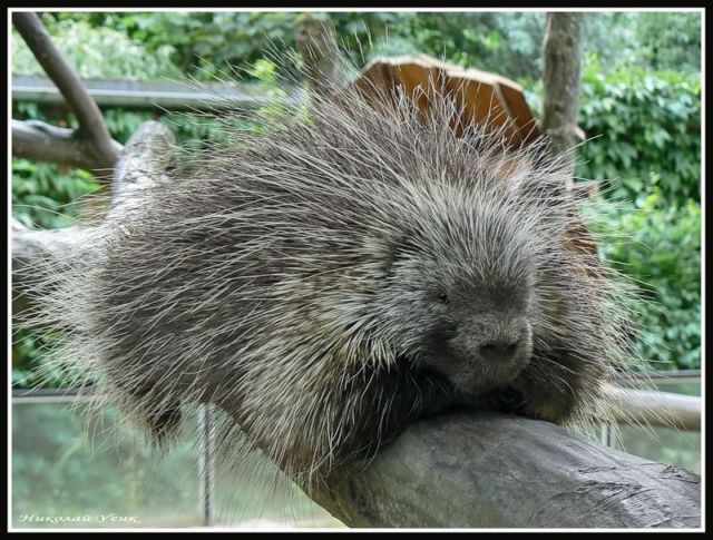 These funny animals (55 pics)