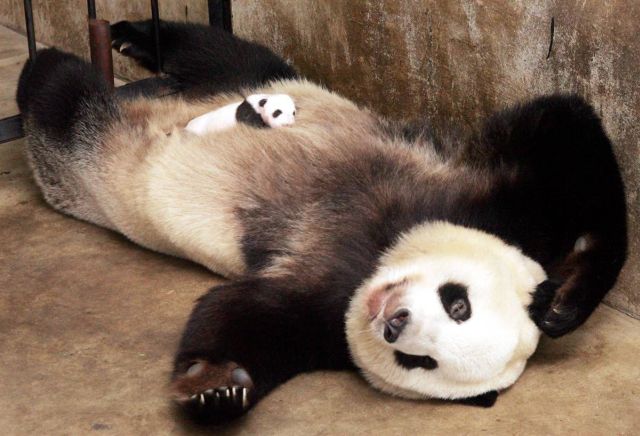 These funny animals (55 pics)