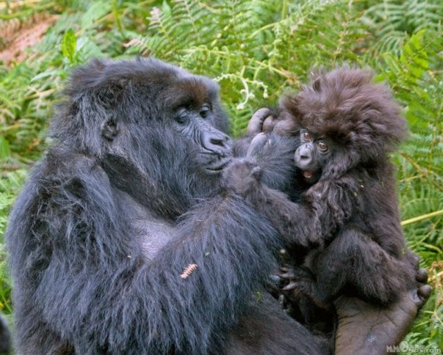 These funny animals (55 pics)
