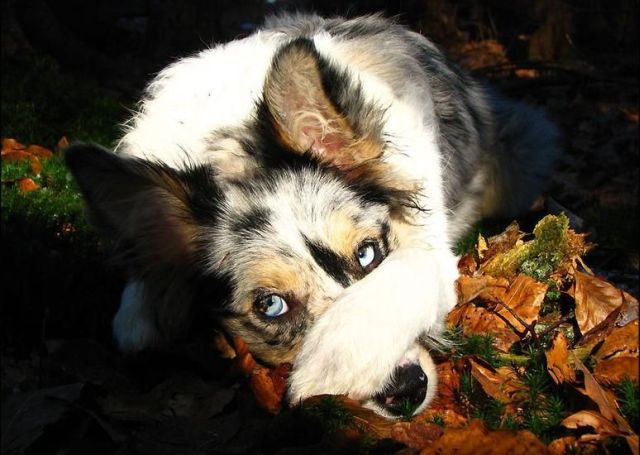 These funny animals (55 pics)