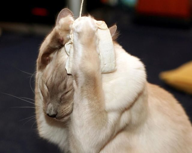 These funny animals (55 pics)