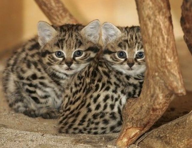 These funny animals (55 pics)