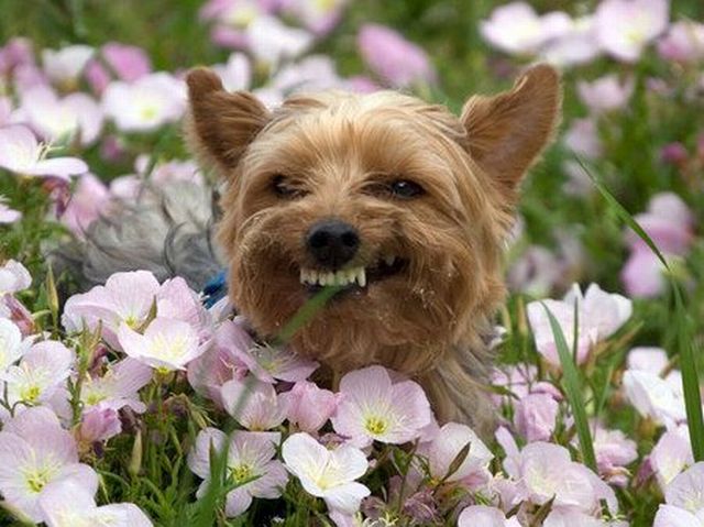 These funny animals (55 pics)
