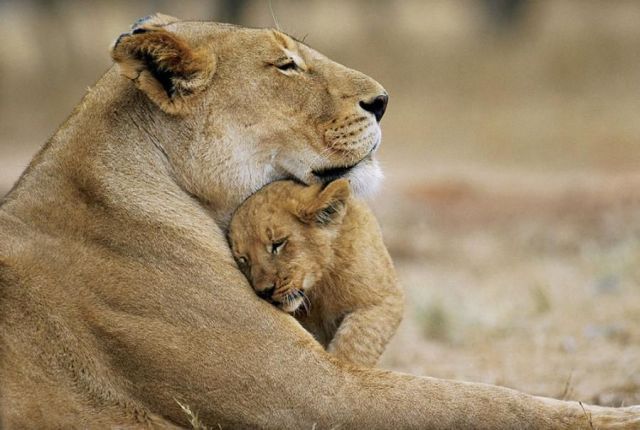 These funny animals (55 pics)